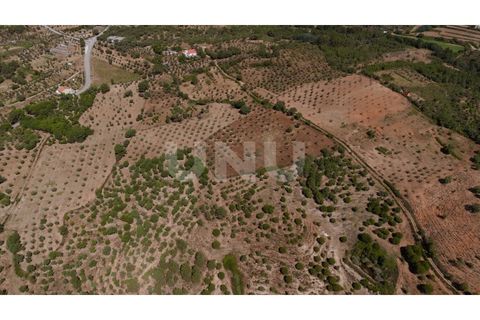 Landejendom i Castelo Branco, Castelo Branco, Castelo Branco - € 850.000 | Ref: UNU.I.1951.12555 - foto 34