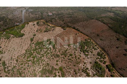 Landejendom i Castelo Branco, Castelo Branco, Castelo Branco - € 850.000 | Ref: UNU.I.1951.12555 - foto 37
