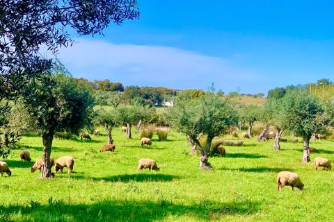 Villa a Monforte, Portalegre, Monforte - € 22.000 | Ref: C0431-00285 - foto 17