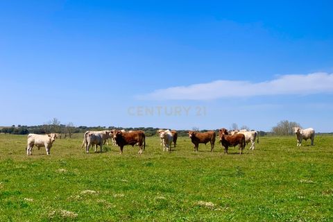 Villa a Monforte, Portalegre, Monforte - € 22.000 | Ref: C0431-00285 - foto 22