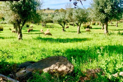 Villa a Monforte, Portalegre, Monforte - € 22.000 | Ref: C0431-00285 - foto 20