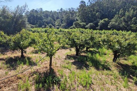 Helårsgrund i Mafra, Lisbon, Mafra - € 69.500 | Ref: 121342 - foto 20