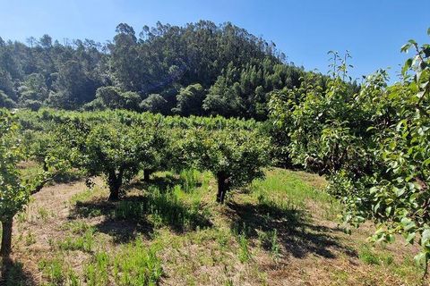 Helårsgrund i Mafra, Lisbon, Mafra - € 69.500 | Ref: 121342 - foto 21