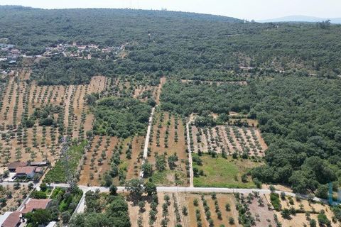 Terra a Ansiao, Leiria, Ansiao - € 53.000 | Ref: 145308 - foto 2