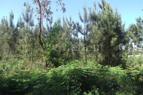 Helårsgrund i Barcelos, Braga, Barcelos - € 40.000 | Ref: 254150224 - foto 2