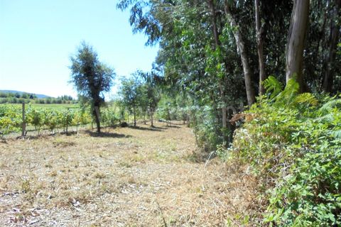 Helårsgrund i Barcelos, Braga, Barcelos - € 15.000 | Ref: 254170190 - foto 4