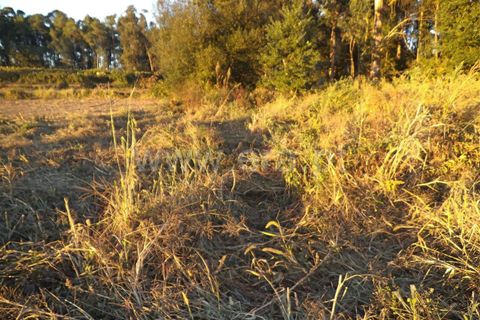 Helårsgrund i Barcelos, Braga, Barcelos - € 42.000 | Ref: 254160294 - foto 5