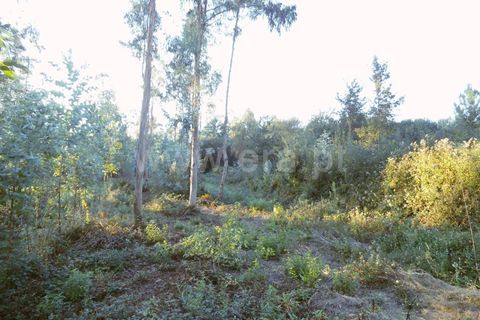 Helårsgrund i Barcelos, Braga, Barcelos - € 31.000 | Ref: 254160293 - foto 2