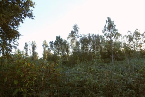 Helårsgrund i Barcelos, Braga, Barcelos - € 31.000 | Ref: 254160293 - foto 6