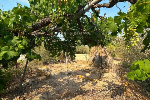 Finca i L'Ampolla, Tarragona, L'Ampolla - € 95.000 | Ref: 1143 - foto 11