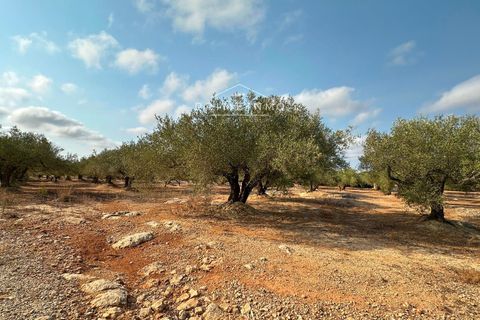 Finca i L'Ampolla, Tarragona, L'Ampolla - € 95.000 | Ref: 1143 - foto 17