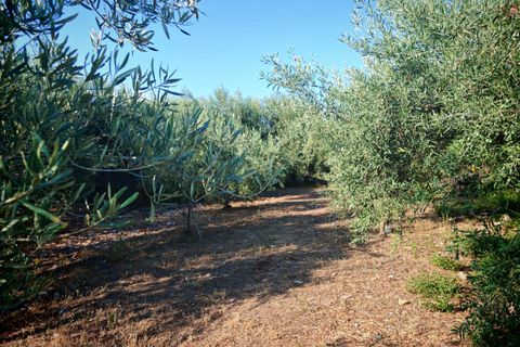Helårsgrund i Paterno, Catania, Paterno - € 95.000 | Ref: 622 - foto 29