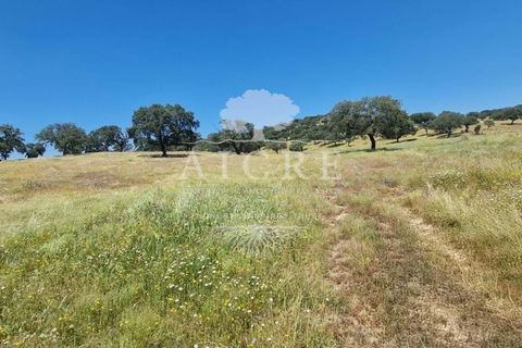 Farm i Elvas, Portalegre, Elvas - € 1.250.000 | Ref: 3122025EM - foto 13