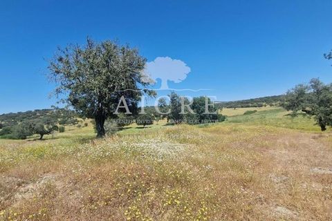 Farm i Elvas, Portalegre, Elvas - € 1.250.000 | Ref: 3122025EM - foto 15