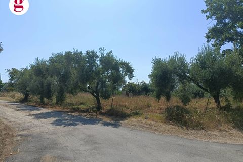 Terra a Vasto, Chieti, Vasto - € 95.000 | Ref: IM202535 - foto 14