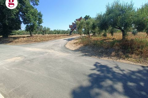 Terra a Vasto, Chieti, Vasto - € 95.000 | Ref: IM202535 - foto 15
