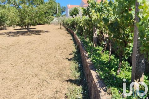 Helårsgrund i Serta, Castelo Branco, Serta - € 35.000 | Ref: 653004 - foto 10