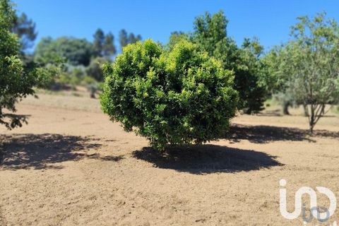 Helårsgrund i Serta, Castelo Branco, Serta - € 35.000 | Ref: 653004 - foto 2