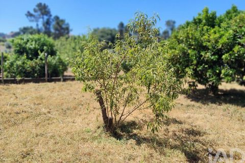 Helårsgrund i Serta, Castelo Branco, Serta - € 35.000 | Ref: 653004 - foto 23