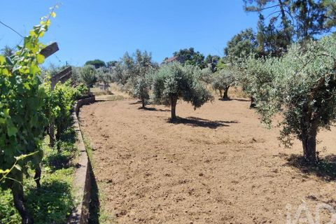 Helårsgrund i Serta, Castelo Branco, Serta - € 35.000 | Ref: 653004 - foto 25