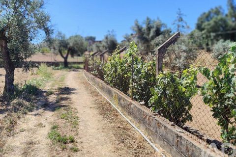 Helårsgrund i Serta, Castelo Branco, Serta - € 35.000 | Ref: 653004 - foto 30