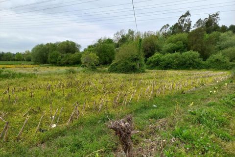 Helårsgrund i Eixo e Eirol, Aveiro, Eixo e Eirol - € 40.000 | Ref: KWPT-014837 - foto 11