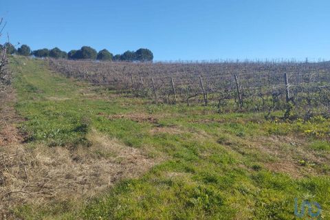Terra a Cadaval, Lisbon, Cadaval - € 320.000 | Ref: 90961 - foto 6