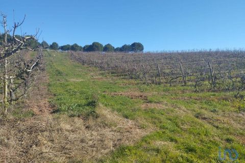 Terra a Cadaval, Lisbon, Cadaval - € 320.000 | Ref: 90961 - foto 7