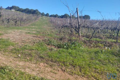 Terra a Cadaval, Lisbon, Cadaval - € 320.000 | Ref: 90961 - foto 9