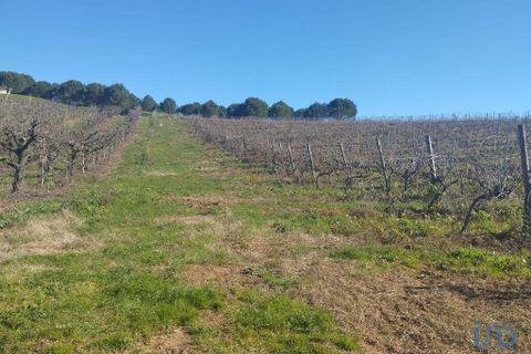 Terra a Cadaval, Lisbon, Cadaval - € 320.000 | Ref: 90961 - foto 14