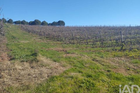 Terra a Cadaval, Lisbon, Cadaval - € 320.000 | Ref: 90961 - foto 15