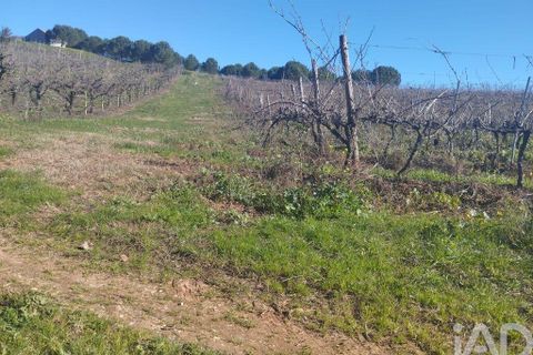 Terra a Cadaval, Lisbon, Cadaval - € 320.000 | Ref: 90961 - foto 18