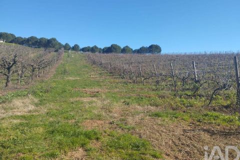 Terra a Cadaval, Lisbon, Cadaval - € 320.000 | Ref: 90961 - foto 25