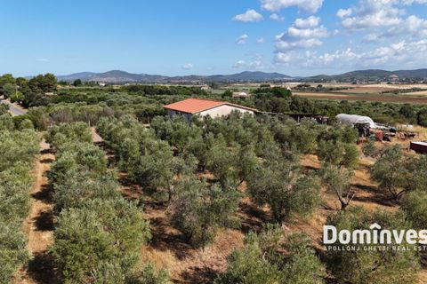 Landejendom i Capalbio, Grosseto, Capalbio - € 600.000 | Ref: v-192 - foto 6