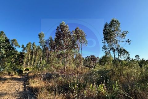 Helårsgrund i Tomar, Santarem, Tomar - € 15.000 | Ref: T 316 - foto 2