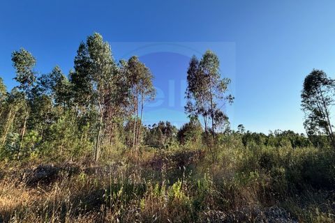 Helårsgrund i Tomar, Santarem, Tomar - € 15.000 | Ref: T 316 - foto 3