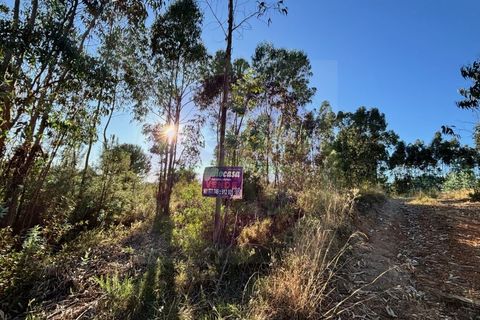 Helårsgrund i Tomar, Santarem, Tomar - € 15.000 | Ref: T 316 - foto 4