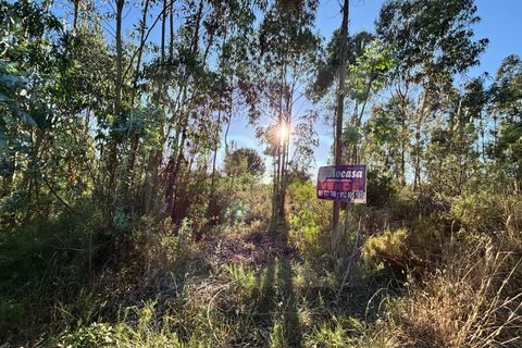 Helårsgrund i Tomar, Santarem, Tomar - € 15.000 | Ref: T 316 - foto 5