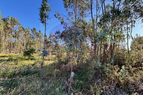 Helårsgrund i Tomar, Santarem, Tomar - € 15.000 | Ref: T 316 - foto 7