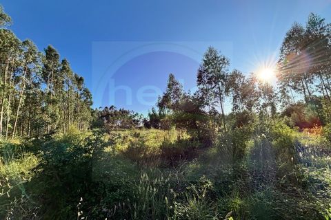 Helårsgrund i Tomar, Santarem, Tomar - € 15.000 | Ref: T 316 - foto 8