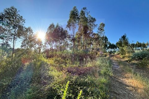 Helårsgrund i Tomar, Santarem, Tomar - € 15.000 | Ref: T 316 - foto 9