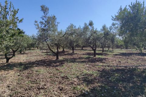 Landejendom i Eboli, Salerno, Eboli - € 100.000 | Ref: 552 - foto 22