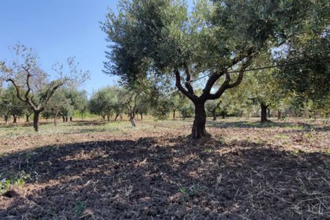 Landejendom i Eboli, Salerno, Eboli - € 100.000 | Ref: 552 - foto 25