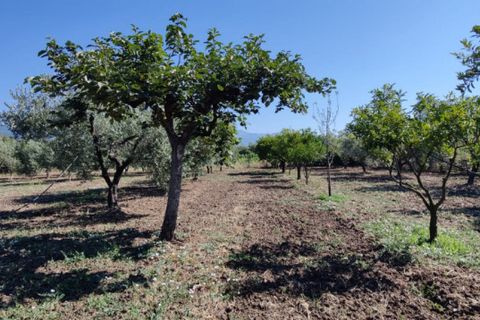 Landejendom i Eboli, Salerno, Eboli - € 100.000 | Ref: 552 - foto 30