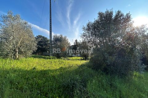 Helårsgrund i Tomar, Santarem, Tomar - € 37.500 | Ref: 01445-25 - foto 5