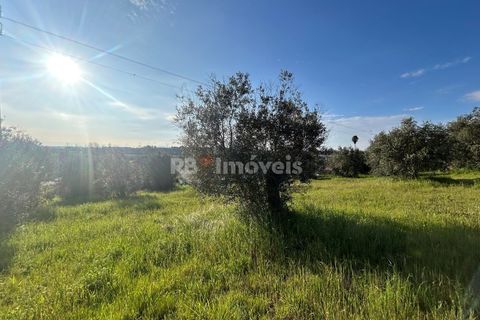 Helårsgrund i Tomar, Santarem, Tomar - € 37.500 | Ref: 01445-25 - foto 10