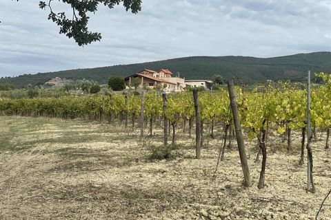 Farm i Montecchio, Terni, Montecchio - € 900.000 | Ref: AZ216 - foto 10