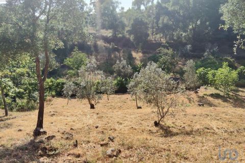 Terra a Serta, Castelo Branco, Serta - € 45.000 | Ref: 144822 - foto 13