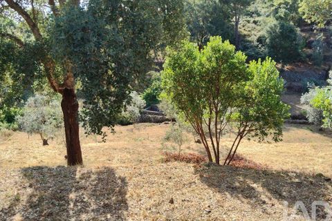 Terra a Serta, Castelo Branco, Serta - € 45.000 | Ref: 144822 - foto 19