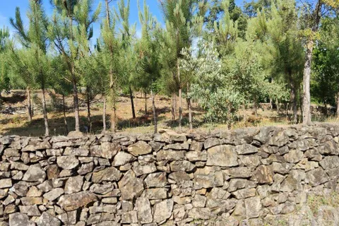 Terra a Serta, Castelo Branco, Serta - € 45.000 | Ref: 144822 - foto 20